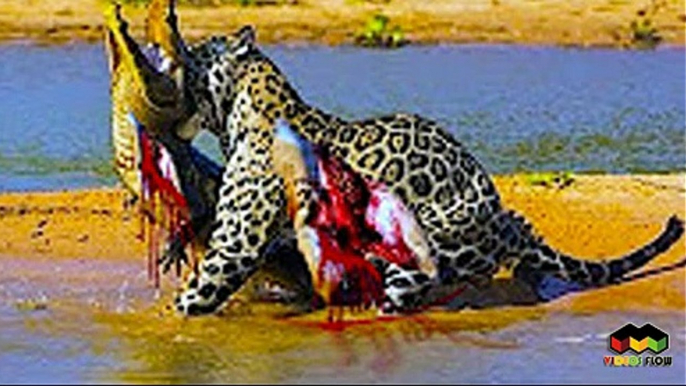 Most Amazing Wild Animal Attacks  Biggest Animal Fights Caught on Camera  CRAZIEST Animal Fights