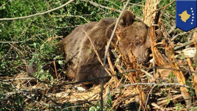 Animal rescue: bear caught in wire trap freed and returned to wild by Four Paws Kosovo - TomoNews