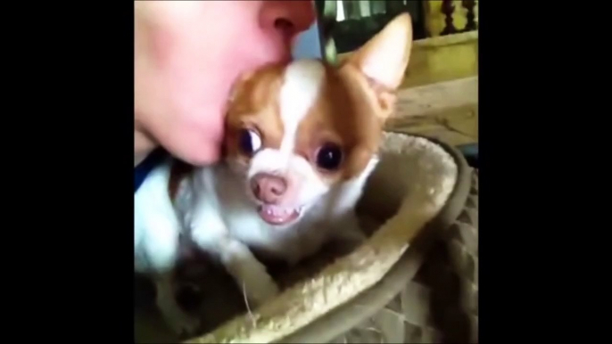 Funny Dogs Video Compilation 2016