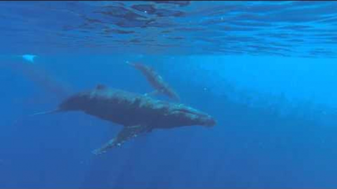 Humpback Whale Noises Recorded Off Hawaiian Coast