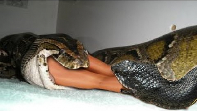 Giant anaconda attacks human - Biggest python snake - Most amazing wild animal attacks