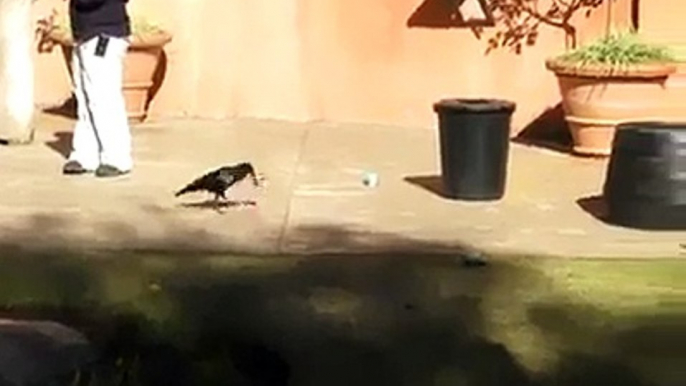 A good crow (use dustbin)