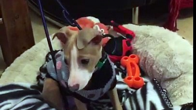 Stuck Coat Hanger! Luigi the Italian Greyhound. 14 weeks old.