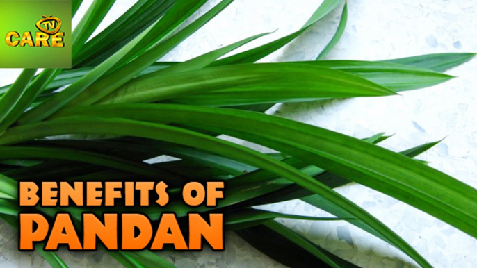 Health Benefits Of Pandan | Care Tv