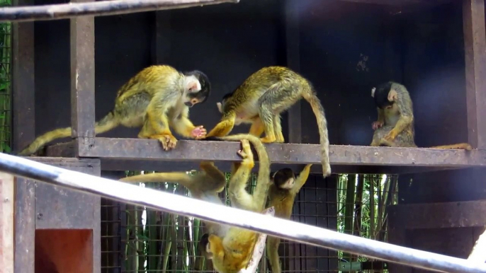 Squirrel Monkeys - Catoctin Zoo - 8/29/2014