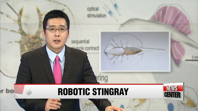 Scientists develop robotic stingray powered by light-activated muscle cells