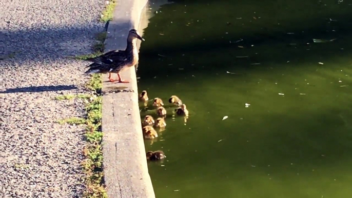 McLaren Park Pond Ducklings