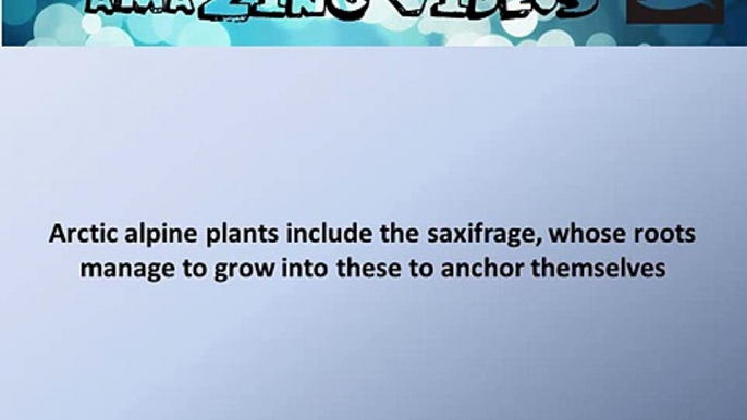 Arctic alpine plants include the saxifrage, whose roots manage to grow into these # Quiz # Question