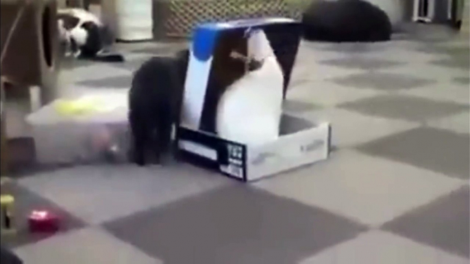 Pire blague de chat. Enfermé dans un carton