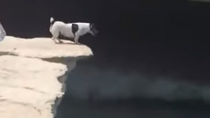 A little dog jumps off the deep end!