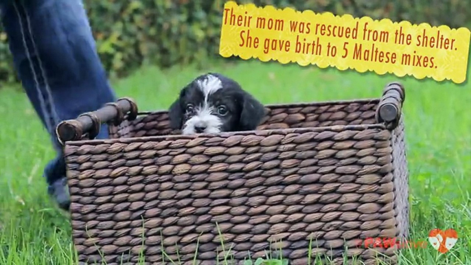 Ces petits chiens vont vous donner une très belle leçon de vie !