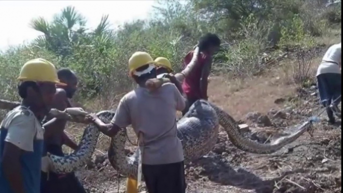 Most amazing wild animal attacks #4 - Biggest python snake attacks human   Giant anaconda attacks_HD