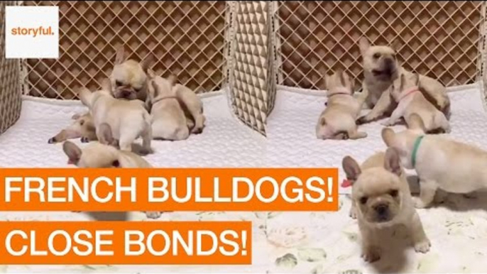 Family of French Bulldogs Cuddle and Play