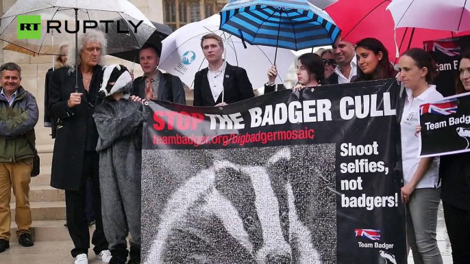 'Shoot Selfies, Not Badgers' - Brian May Stands Against UK Badger Cull