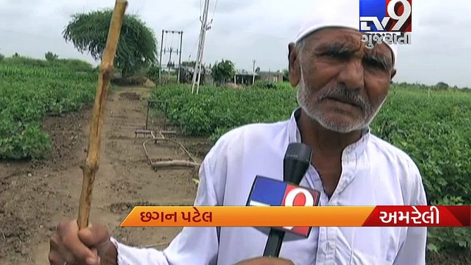 Amreli - As Nilgai destroy fields, farmers seeking govt help - Tv9 Gujarati