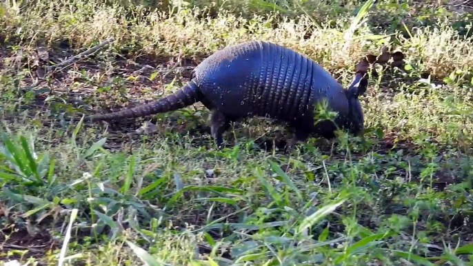 Tatu galinha procurando comida, Dasypus novemcinctus, Common Long-nosed Armadillo