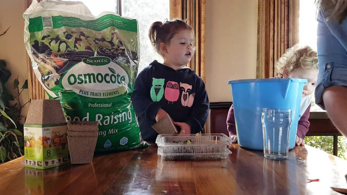 Howie and Mill transplanting their pumpkin seedlings into jiffy pots