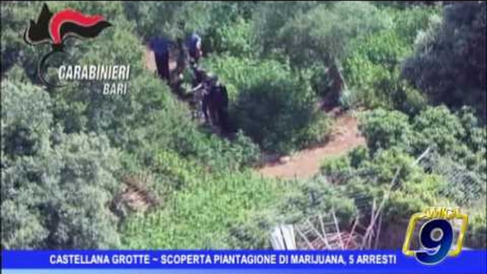 Castellana Grotte |  Scoperta piantagione di marijuana, 5 arresti