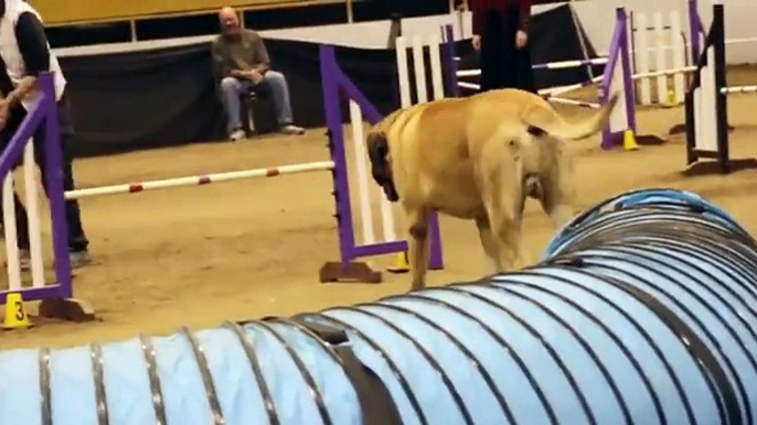 Le parcours d'agility le plus lent du monde avec ce gros Mastiff pas pressé!