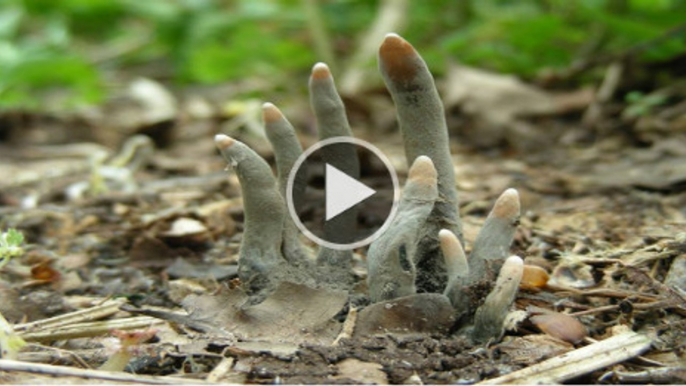 Dead man fingers mushrooms