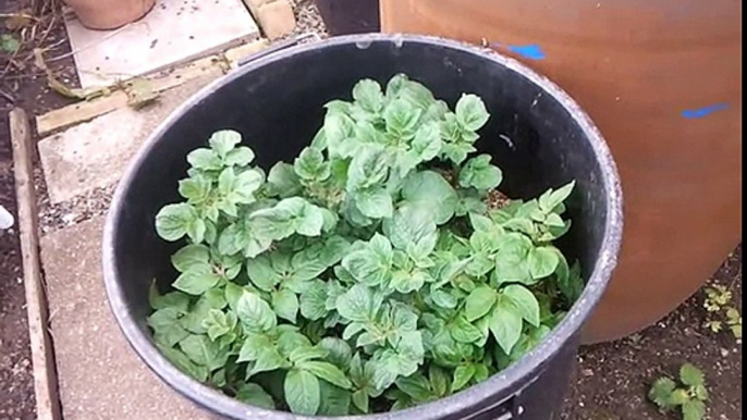 1/7/2016 potato in dustbin update plus melons and ginger and mog