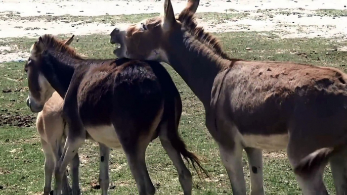 DONKEYS KICKING, JEALOUS DONKEY, FUNNY ANIMALS VIDEOS, CUTE ANIMALS, DONKEYS