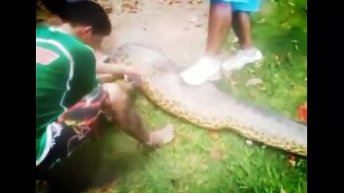 Most Amazing anaconda Attacks - Anaconda Vs Dog, Anaconda Vs Deer, python