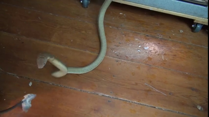 King Cobra Goes On Rampage After Being Offered Mouse