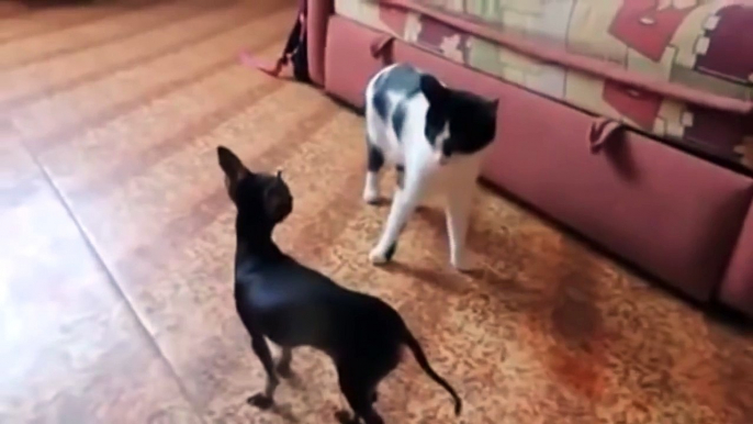 Small dog vs Angry cat - Funny dog videos 2015