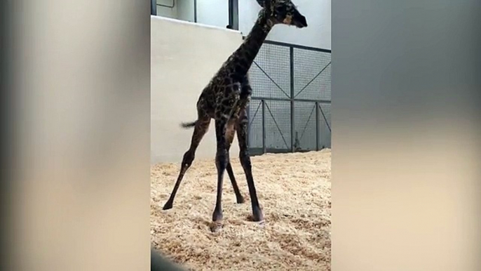 Adorable newborn giraffe struggles to stand on wobbly legs