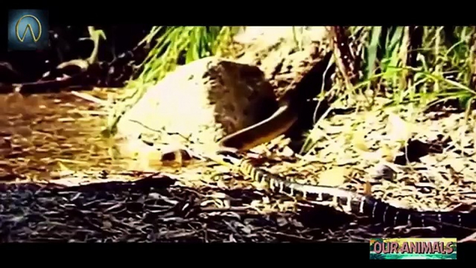 Most Amazing Snake Attacks - King Cobra attacks Python - Python attacks King Cobra