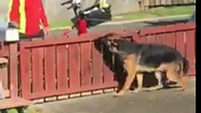 Ce chien berger Allemand fait la fête au facteur tous les jours ! Gros câlins ! Nouvelle-Zélande