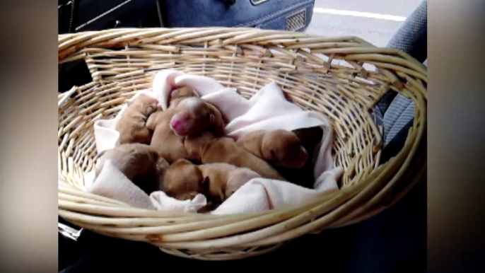 Des chiots mignons... Plein de chiots. Compilation adorable