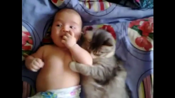 Cute cat loves baby - from funny and cute cats and babies collection