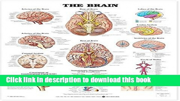 Ebook The Brain Anatomical Chart Free Online