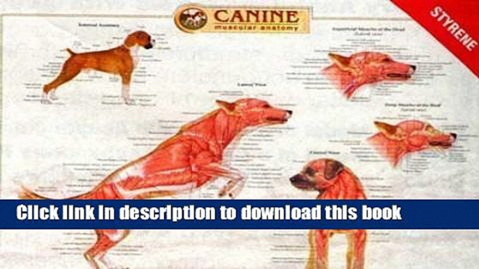 Books Canine Muscular Anatomy Chart Full Download