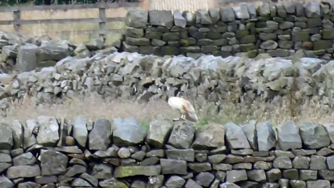 Barn Owl on the wall feeding Take 6