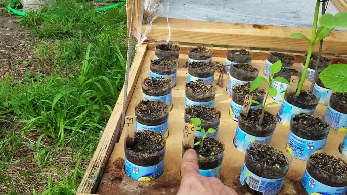 Mini self watering greenhouse update