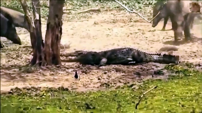 Most Amazing Wild Animal Attacks - Lion vs Hippo vs Crocodile Craziest Animal Fights