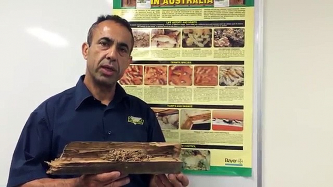 Termites Inspection – How do I know if there is a termite in my home