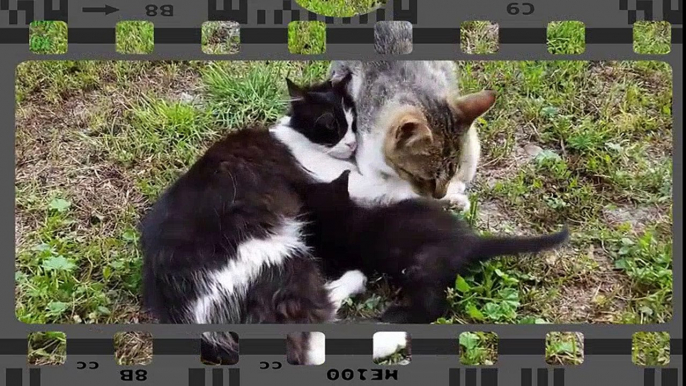 Proud Cats Love Their Kittens Compilation 2016