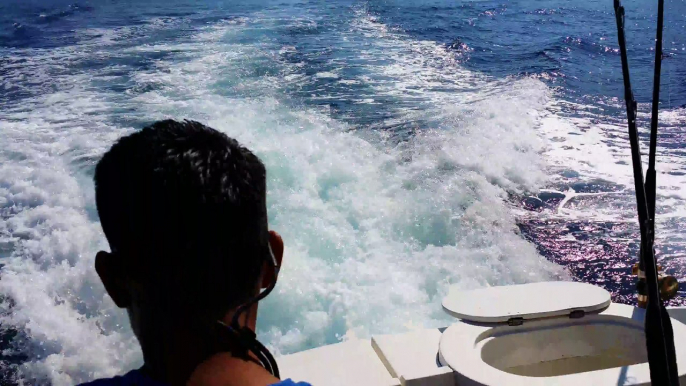 Ce lion de mer poursuit ce bateau de peche pour piquer un poisson