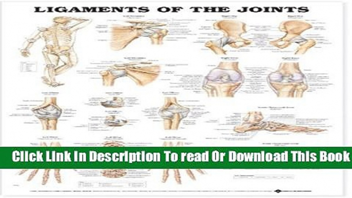 [Popular] Ligaments of the Joints Anatomical Chart Paperback Online