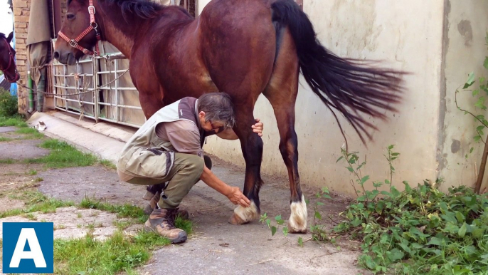 Le shiatsu équin "pour un meilleur bien-être" du cheval