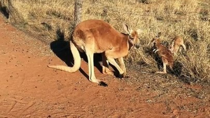 Male Kangaroo Greets Baby Kangaroos