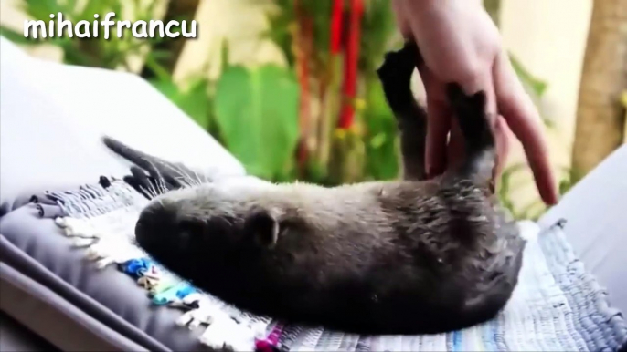 Otter - A Cute Otters And Funny Otters Videos Compilation    NEW HD