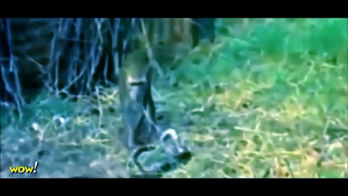 Monkey vs Snake, Big Baboon Kills Deer, Leopard, Crocodile - Real fight animals on the planet