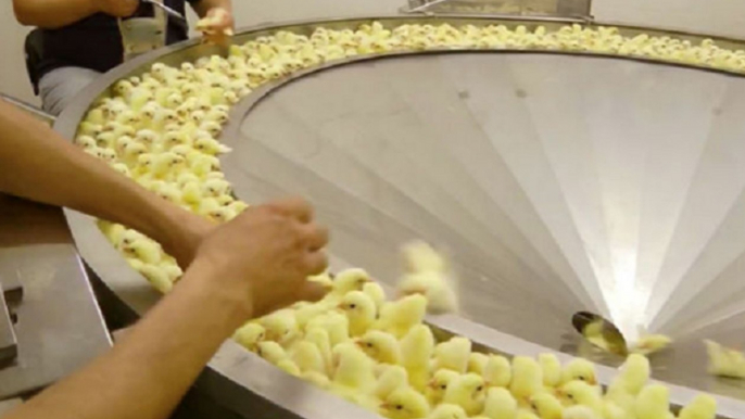 This Is How The Chickens Are Hatched In The Factories