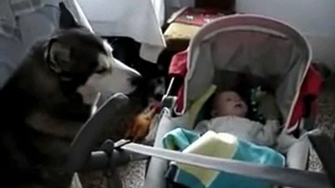 Wolf howling to calm a crying baby.
