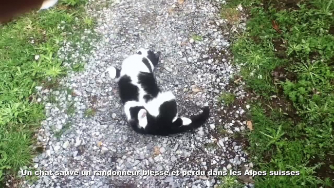 Un chat sauve un randonneur blessé et perdu dans les Alpes suisses